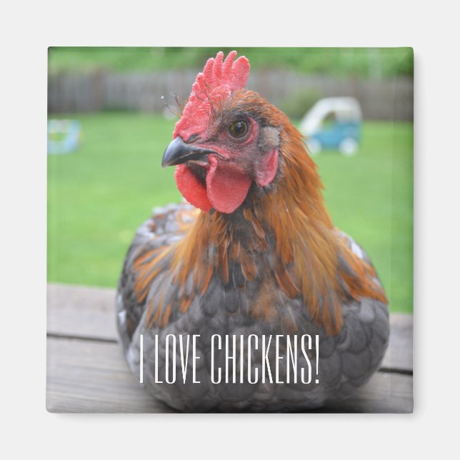 I Kärlek Chickens... Black Copper Maran Roo Magnet (Framsidan)
