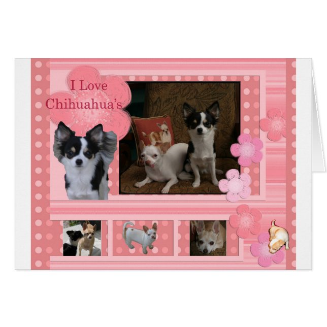 I kärlek Chihuahuas Hälsningskort (Framsidan Horizontal)