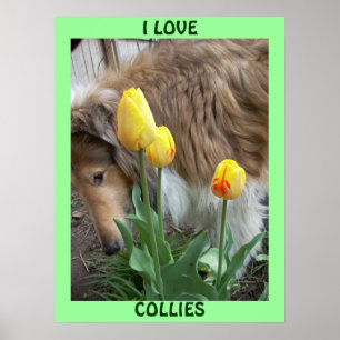 I KÄRLEK COLLIES POSTER