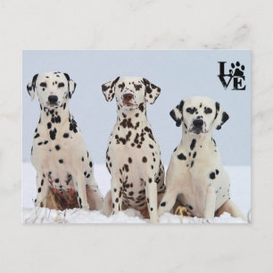 I Kärlek Dalmatien Vykort