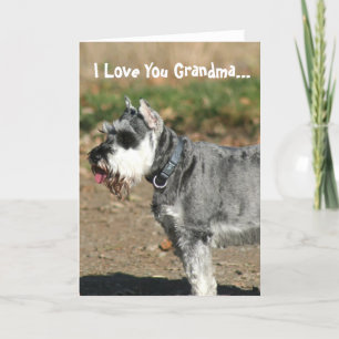 I Kärlek Din mormor Schnauzer-hund hälsningskort Kort