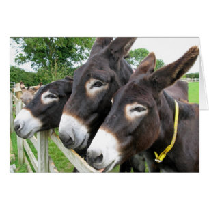 I Kärlek Donkey! Hälsningskort