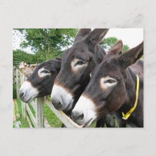 I Kärlek Donkey! Vykort