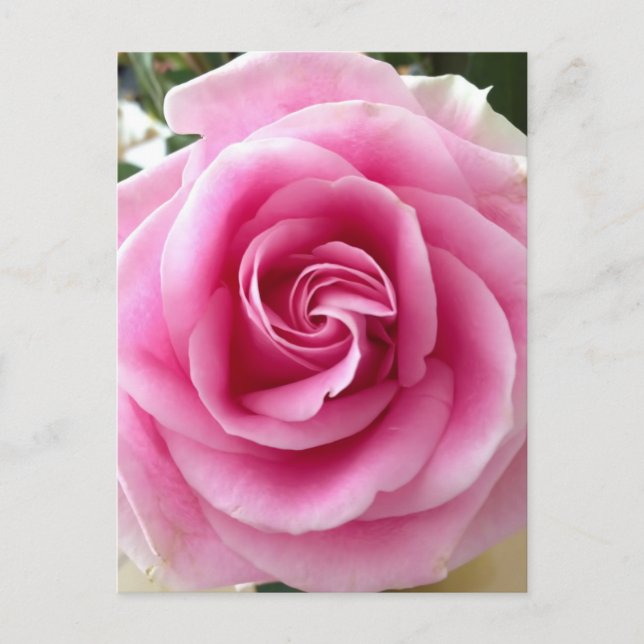 I Kärlek Du blooming Rosa ros Vykort (Framsida)