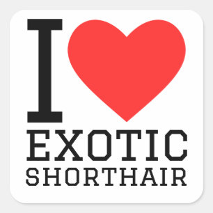 I kärlek exotisk shorthair fyrkantigt klistermärke