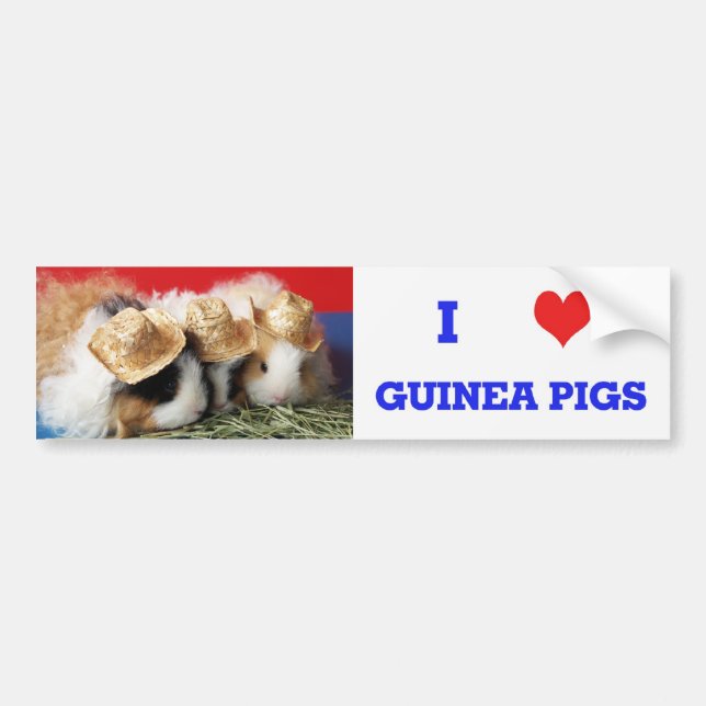 I Kärlek Guinea Grisar Bumper Sticker Bildekal (Framsidan)