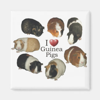 I kärlek guinea grisar Magnet