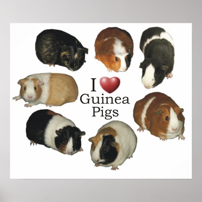 I Kärlek Guinea Grisar Poster (Framsidan)