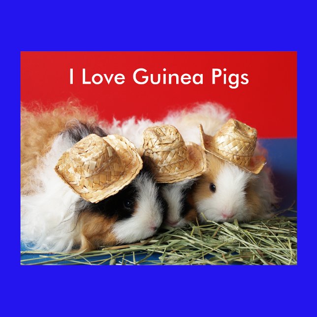 I Kärlek Guinea Grisar Poster (Skapare uppladdad)