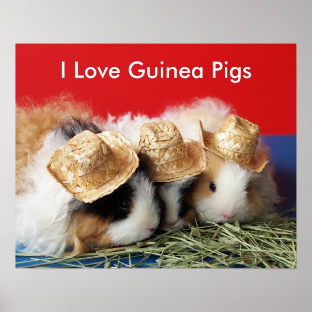 I Kärlek Guinea Grisar Poster (Framsidan)