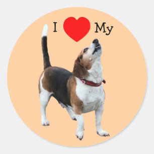 I Kärlek Heart min Beagle Hund Sticker Runt Klistermärke