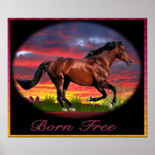 I kärlek Horses Poster