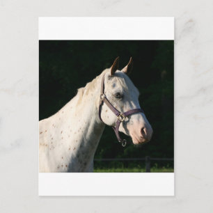 I KÄRLEK HORSES VYKORT