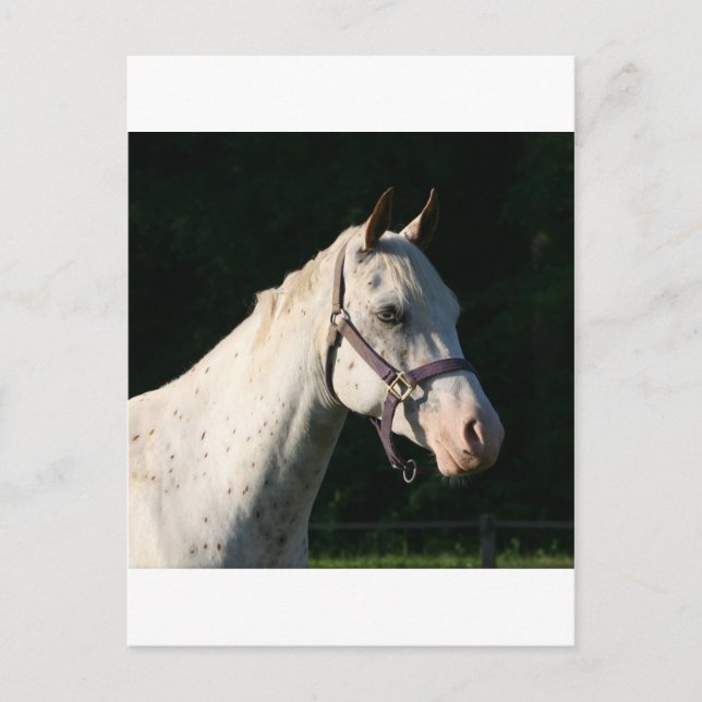 I KÄRLEK HORSES VYKORT (Framsida)