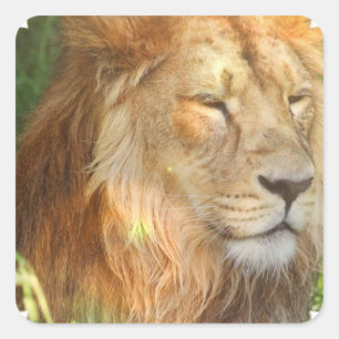 I Kärlek Lejon Stickers Fyrkantigt Klistermärke