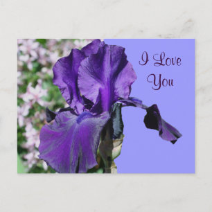 I Kärlek Lila dig Iris Flower Photo Postcard Vykort