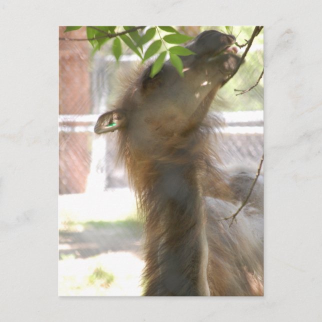 I Kärlek Llamas Vykort (Framsida)