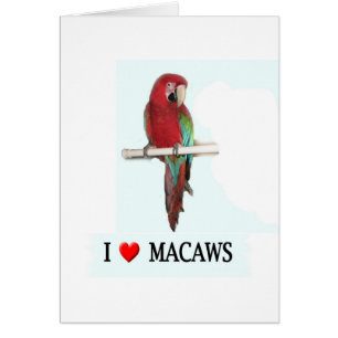I kärlek Macaws Hälsningskort