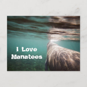 I Kärlek Manatees Vykort