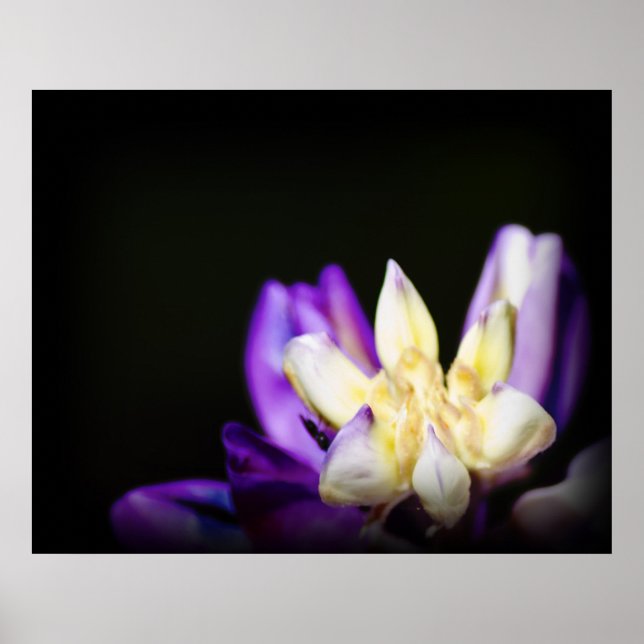 I Kärlek med Lupine Poster (Framsidan)