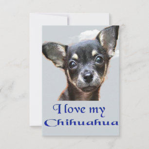 I kärlek min chihuahua tack kort