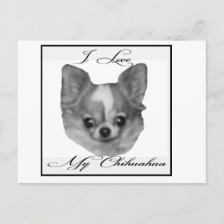 I kärlek min chihuahua vykort