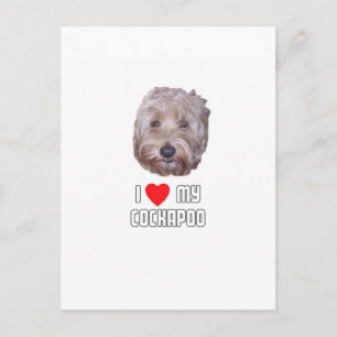I Kärlek min Cockapoo Vykort