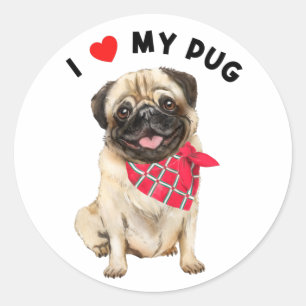 I Kärlek min Pug Cute Pug Puppy Hund med Scarf Art Runt Klistermärke