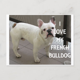 I Kärlek My Fransk Bulldog Vykort