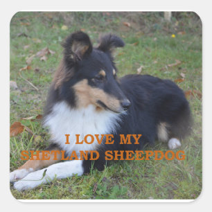 I Kärlek My Shetland Sheepdog Black Tri Fyrkantigt Klistermärke
