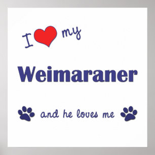 I Kärlek My Weimaraner (Male Hund) Poster