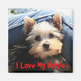 I Kärlek My Yorkie Magnet