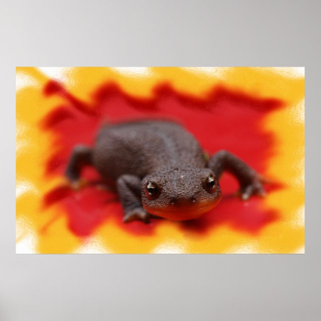 I Kärlek Newts Fine Art Prages Poster (Framsidan)