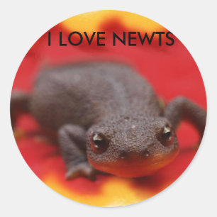 I Kärlek Newts Runt Klistermärke