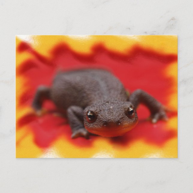 I Kärlek Newts Vykort (Framsida)