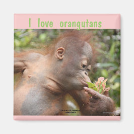 I Kärlek Orangutans Magnet