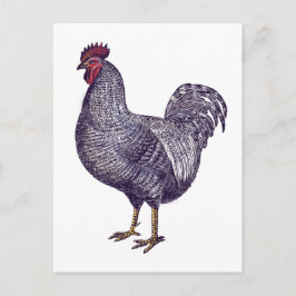 I Kärlek Plymouth Sten Chickens - Vintage Tupp Vykort