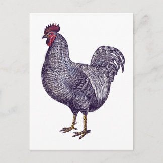 I Kärlek Plymouth Sten Chickens - Vintage Tupp Vykort