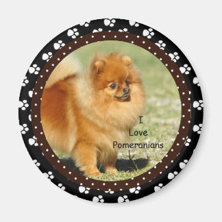 I kärlek Pommern Hund Magnet
