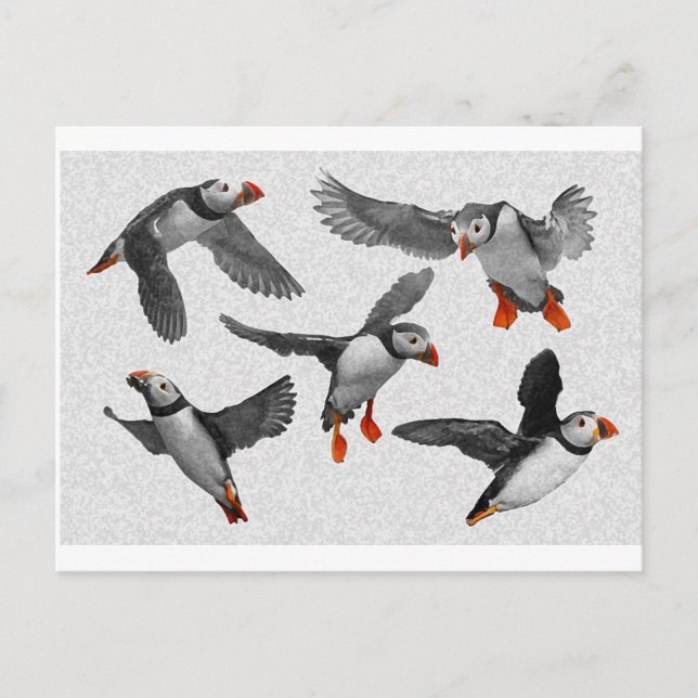 I Kärlek Puffins! Vykort (Framsida)