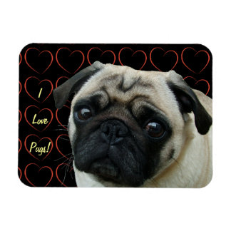 I Kärlek Pugs med Hearters flexibla magnet