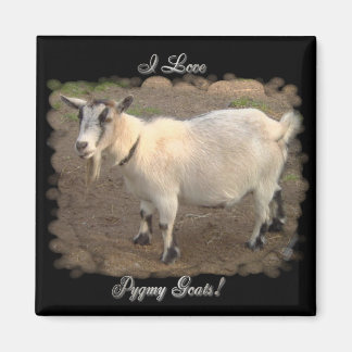 I Kärlek Pygmy Goats magnet