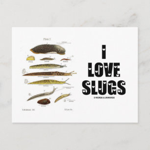 I Kärlek Slugs (naturvetenskap/natur) Vykort