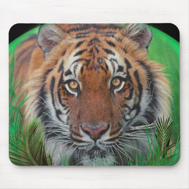 I kärlek Tigers Musmatta (Framsidan)