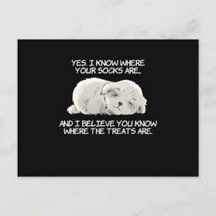 I Know Where Your Socks Are Shih Tzu Design Vykort