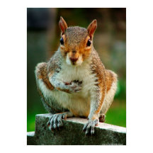 "I Kor mitt hjärta"