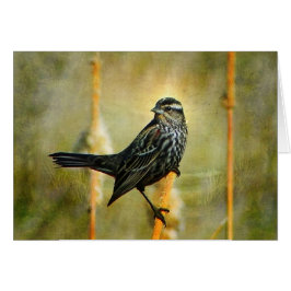 I Limelight Blackbird Greeting Card Hälsningskort