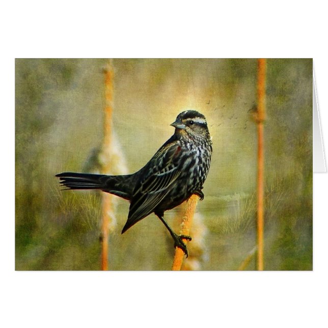 I Limelight Blackbird Greeting Card Hälsningskort (Framsidan Horizontal)
