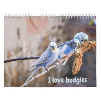 I love budgies - snapshots of the little birds kalender
