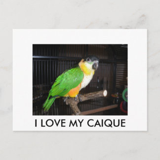 I LOVE MY CAIQUE VYKORT